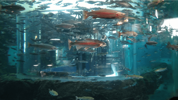 湧水の里水族館　イメージ